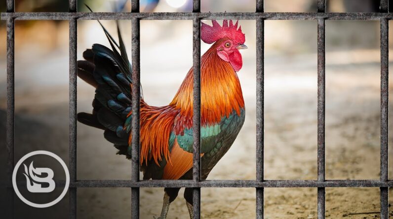 Comedian Explains Why An Armed Rooster Was Placed Under Police Custody