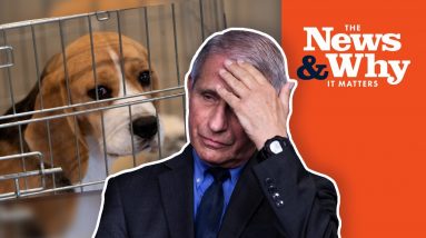 WHAT!? Did Fauci REALLY Fund Cruel Experiments on DOGS? | The News & Why It Matters | Ep 891