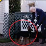 Biden Tries To Distract From Failures By Using A Puppy