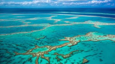 ‘Completely untrustworthy’: Great Barrier Reef data calls coral bleaching events into question