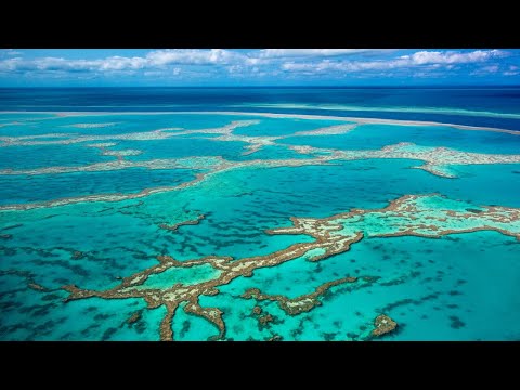 ‘Completely untrustworthy’: Great Barrier Reef data calls coral bleaching events into question