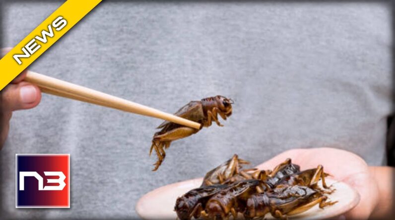 Bizarre Twist! Eating Bugs Is the New Normal in Europe