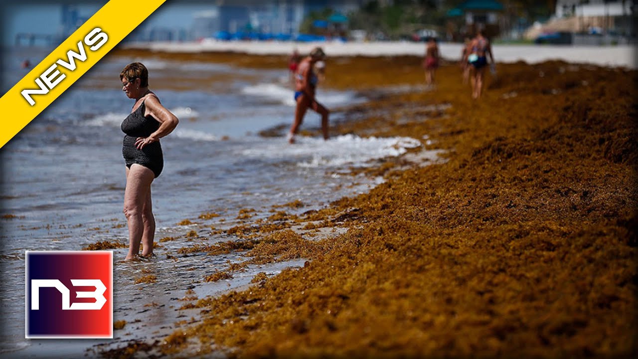 Florida at Risk of Seaweed Catastrophe Among its Shores