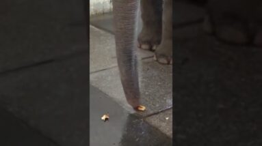 Elephants Can Peel Bananas?
