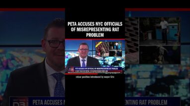 PETA Accuses NYC Officials of Misrepresenting Rat Problem