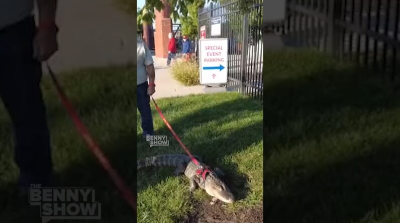 Man brings emotional support alligator to Phillies game 🤣🐊